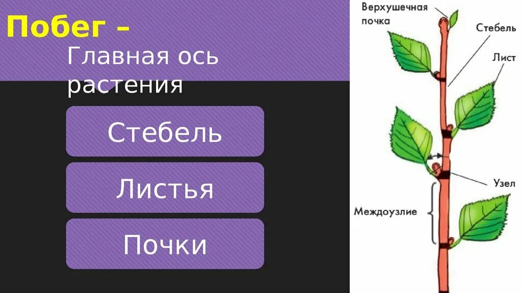 Побег и почки, строение стебля и листа.. Схемы лист побег стебель\. Стебель осевая часть побега рост стебля. Побег стебель лист и почки. Побег состоящий из листьев почек называют