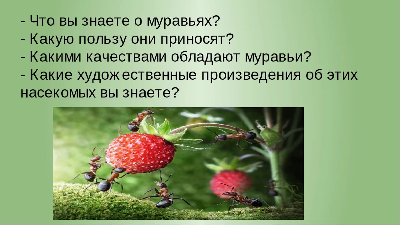Какую пользу приносит человек лесу. Какую пользу приносят муравьи. какую пользу приносят муравьи лесу и людям. какую пользу приносят человеку растения. муравьи опылители.