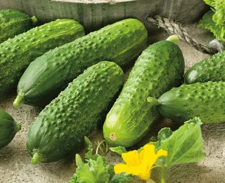 Огурец сорт изумрудный фото ТОП-5 новых китайских огурцов: самые вкусные и урожайные китайские огурчики, кот