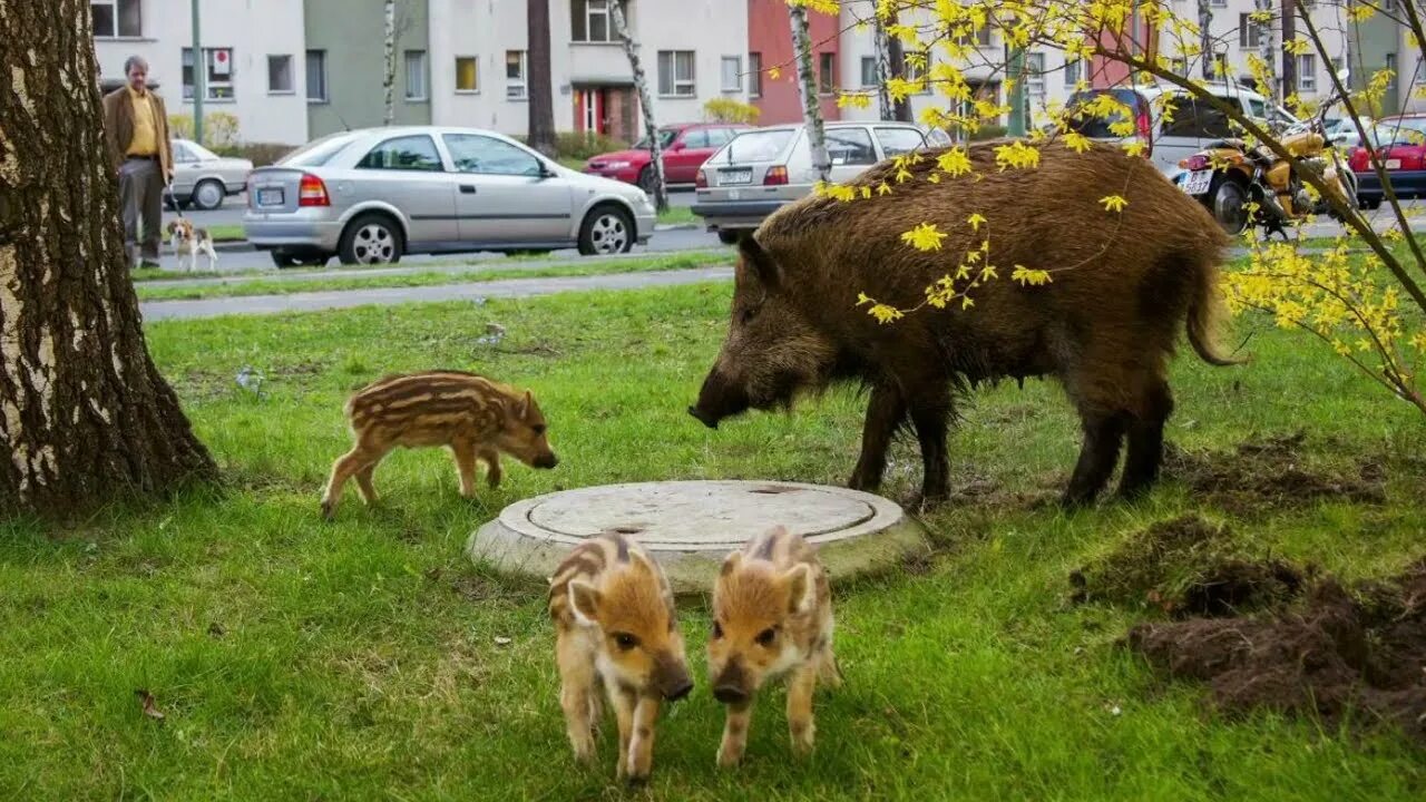 Почему животные выходят к людям. Дикие животные в городе. дикие звери в городе. кабан в городе. кабаны в москве.