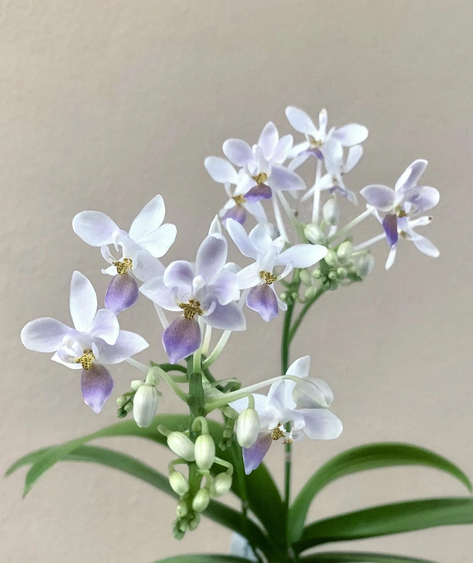 Орхидея эквестрис фото и описание сорта File:Phalaenopsis equestris var. rosea (Yellow Callus) Valmayor & , Philipp