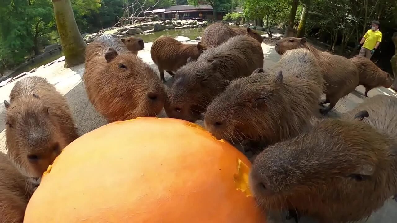 Why I Love Capybaras