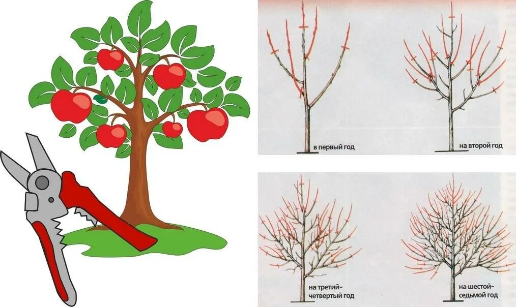 Когда весной делать обрезку плодовых. Весенняя обрезка плодовых деревьев. Обрезка плодовых деревьев весной яблони. Обрезка яблони весной схема. Схема обрезания плодовых деревьев.