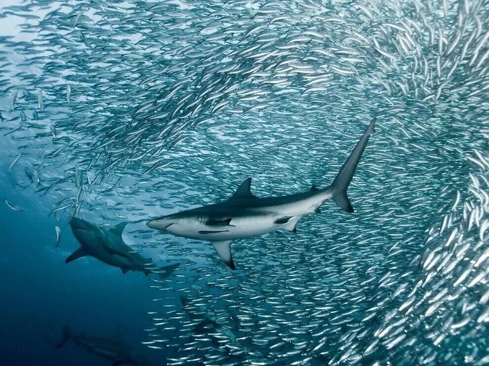 В каком океане акулы встречаются только летом. Ход сардин в ЮАР. Рыбы в море. Рыба акула. Стая акул.