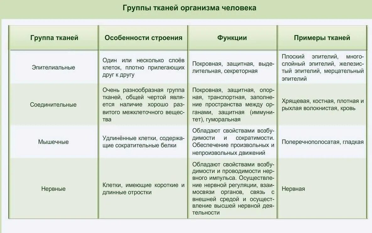 Покровы тела животных 8 класс биология таблица. Название ткани строение функции таблица. Эпителиальная соединительная мышечная нервная ткани таблица. Ткани биология таблица функции строение. Тип ткани строение функции таблица.