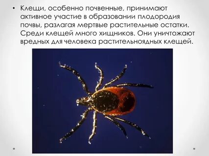Атлас определитель клещ 2 класс