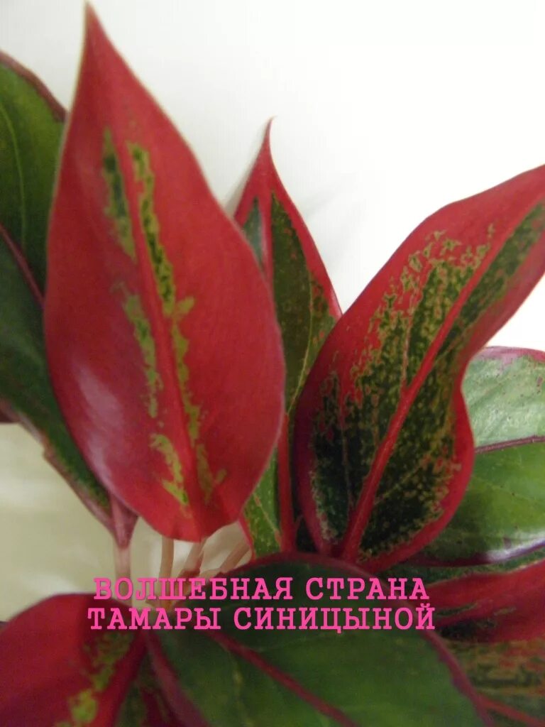 аглаонема сорт крит. аглаонема крит флейм. аглаонема крит. аглаонема крит. аглаонема крит.