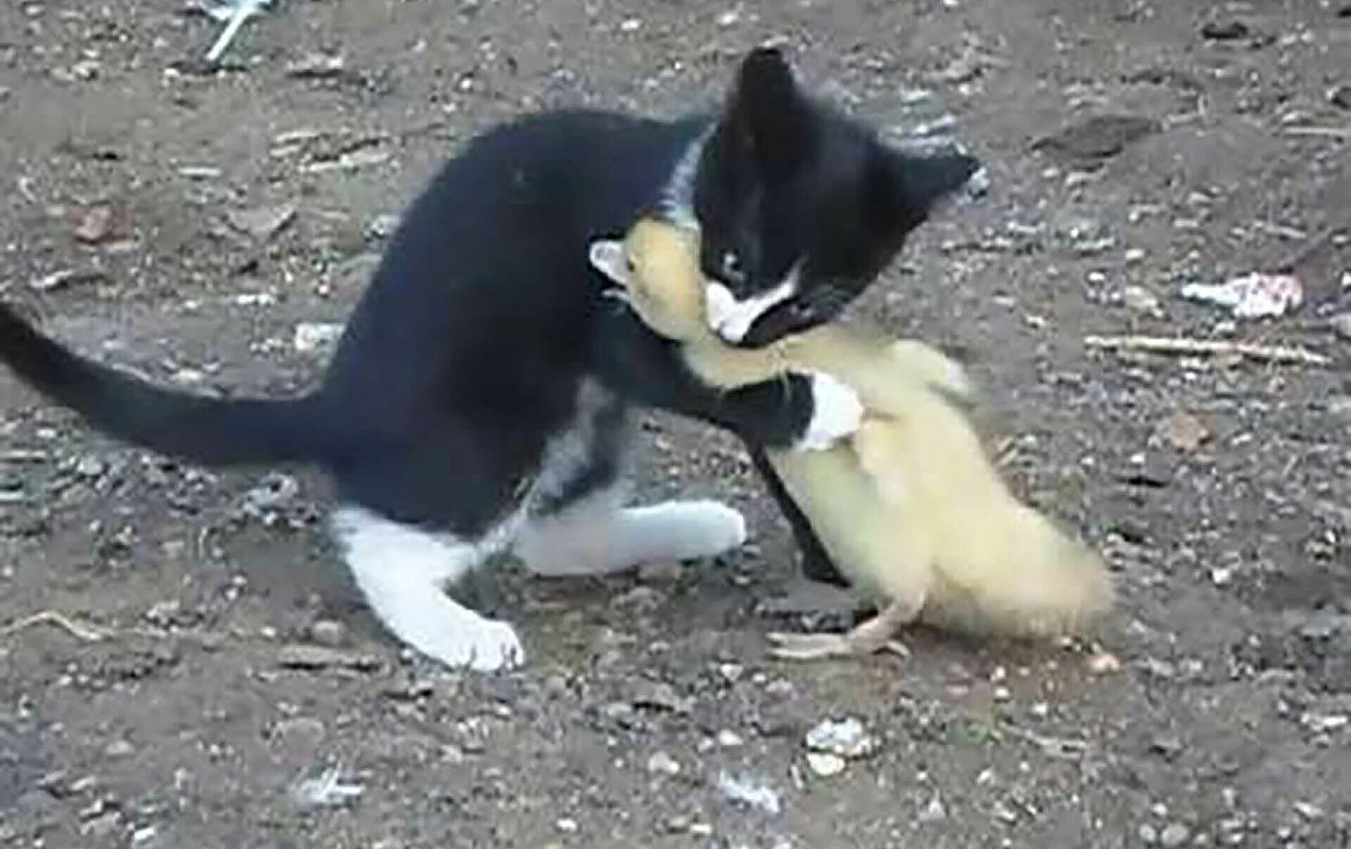 Кот против собаки. Кошка против кошки видео. Мумифицировавшиеся крыса и кошка. Кошка против кошки видео. Война котов против собак.