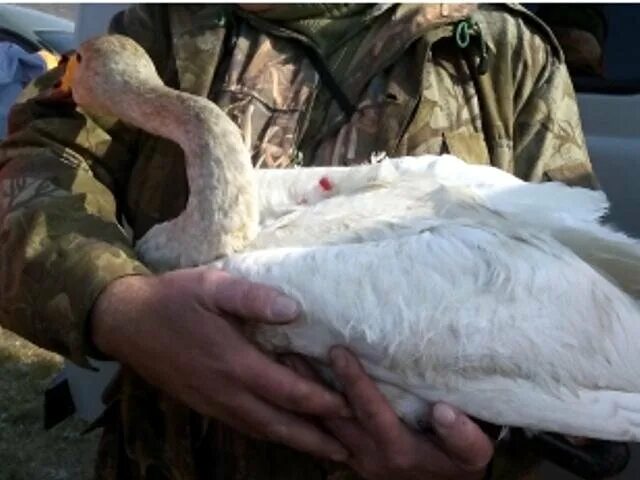 Не убивайте лебедей. Не убивайте лебедей