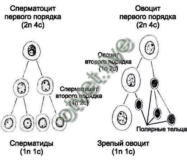 Овоцит 2 порядка набор хромосом. Овоцит 1 порядка набор хромосом. Сперматоциты второго порядка. Сперматоцит первого порядка.