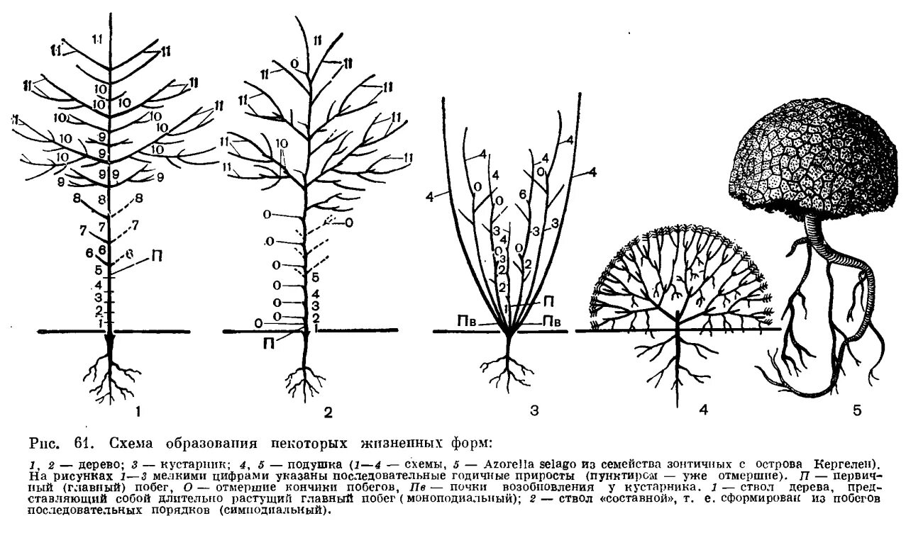 Преобладают жизненные формы деревья и кустарники. Жизненные формы растений схема. Жизненные формы растений деревья. Строение кустарника схема. Жизненные формы растений рисунок.