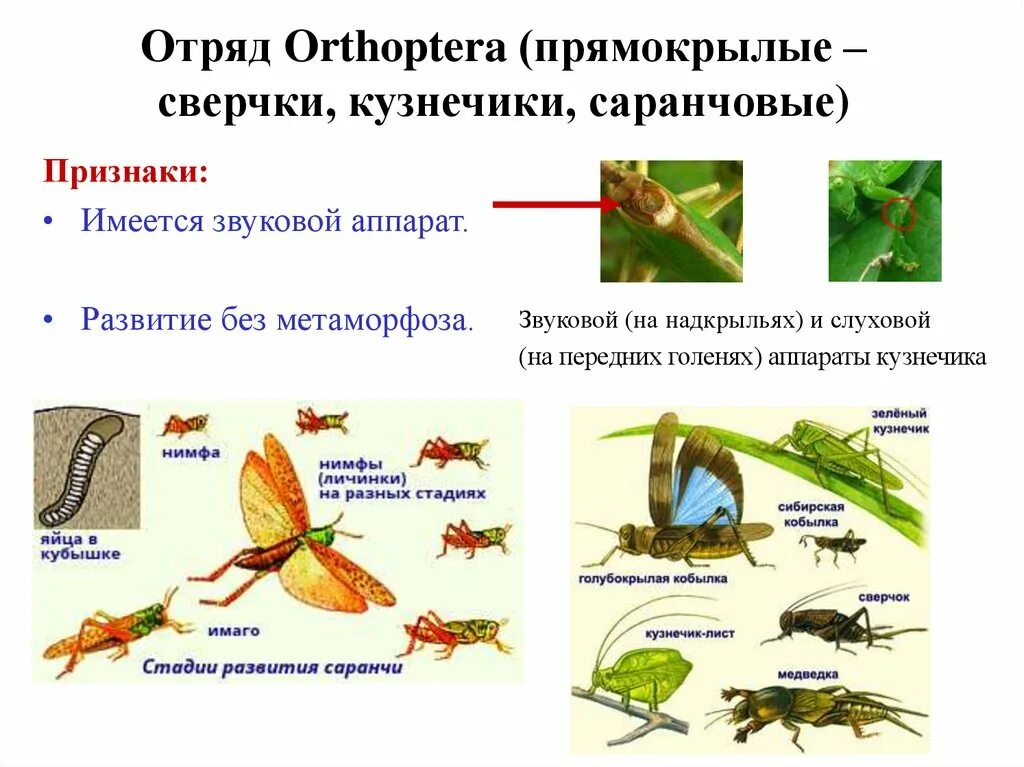 Какой тип развития характерен для саранчи. Прямокрылые Orthoptera Метаморфоза. Отряд Прямокрылые размножение. Размножение прямокрылых насекомых. Отряды насекомых Прямокрылые.