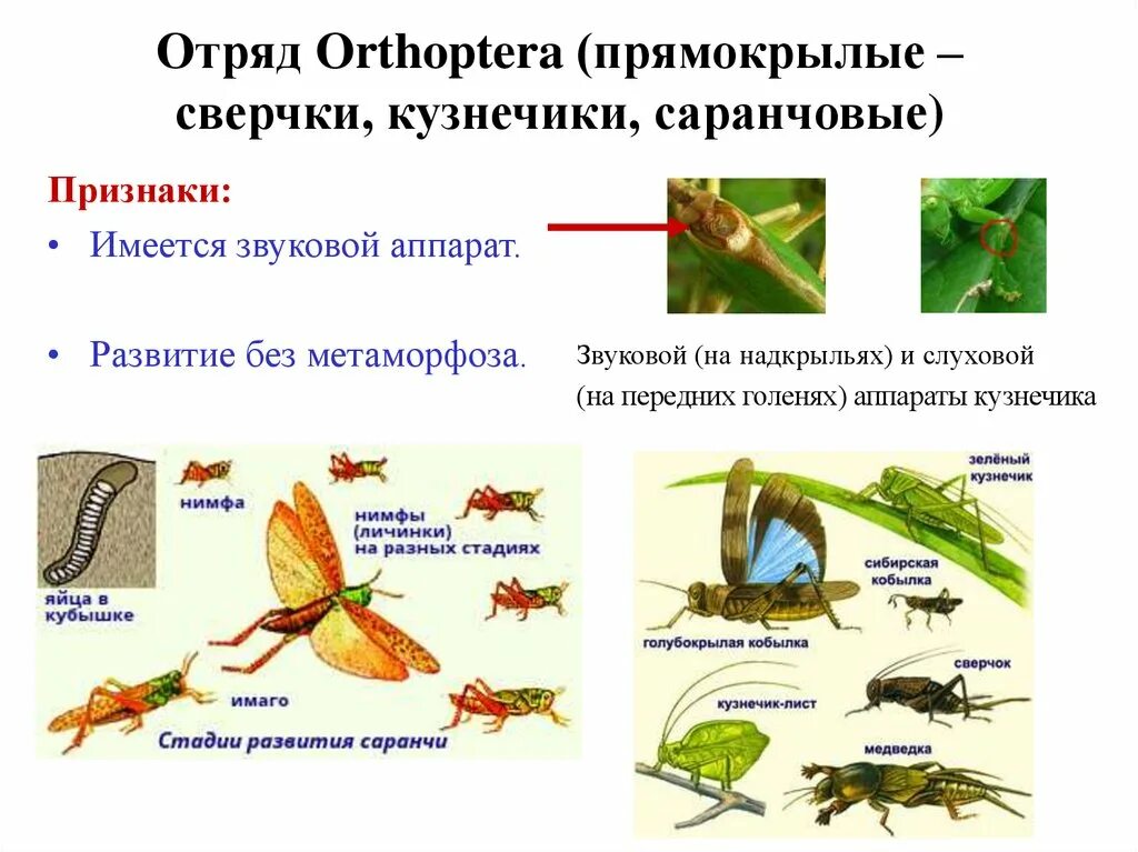 Какой тип развития характерен для кузнечика. Прямокрылые Orthoptera Метаморфоза. Отряд Прямокрылые размножение. Размножение прямокрылых насекомых. Отряды насекомых Прямокрылые.