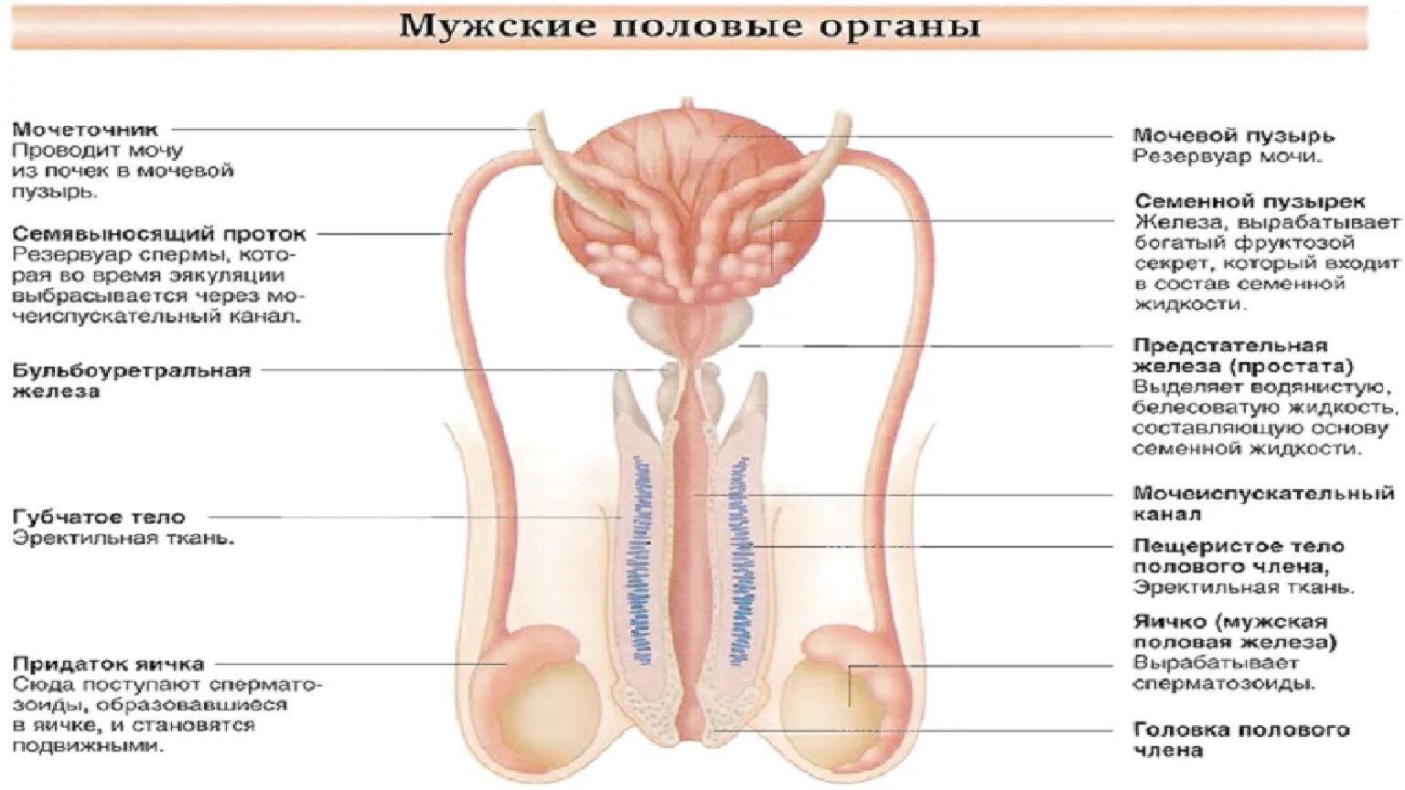 Информация половая орган. Органы и функции женской и мужской половой системы. Мужская репродуктивная система анатомия. Репродуктивная система мужчины схема. Функции мужской репродуктивной системы анатомия.