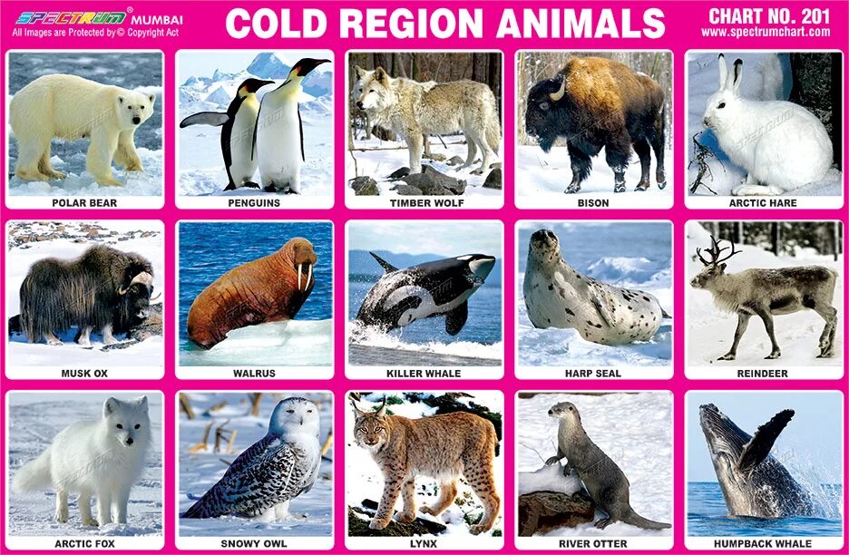 Самые зимние регионы и их животные. Polar Region animals names. Animals Live in snowy Region. Cold animal. Cold region