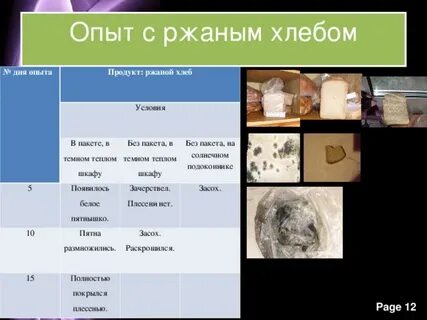 Выращивание плесени на хлебе практическая
