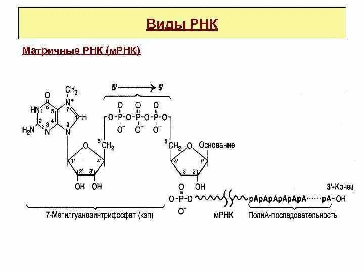 Строение матричной РНК биохимия. Матричная РНК (МРНК). Проматричная РНК это. Матричная РНК строение и функции.