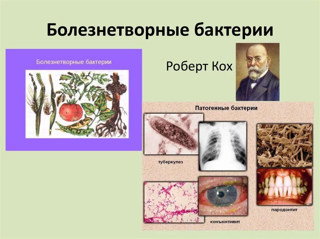 Патогенные микроорганизмы болезни. Болезнетворные бактерии. Бактерии заболевания человека. Болезни человека вызываемые бактериями. Болезнетворные бактерии человека.