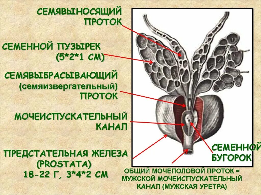 Предстательная железа функции у мужчин. Семенные пузырьки анатомия строение. Семенной холмик предстательной железы. Семявыносящий проток и семенные пузырьки. Мужская половая система семенные пузырьки.