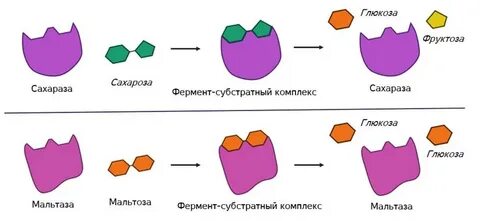 Биологические катализаторы состав