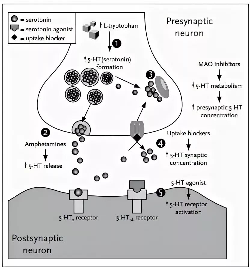 Серотониновый криз. Серотонин синаптическая щель. Серотонин в пресинаптической щели. Триптофан и серотониновый синдром. Механизм действия фенамина.