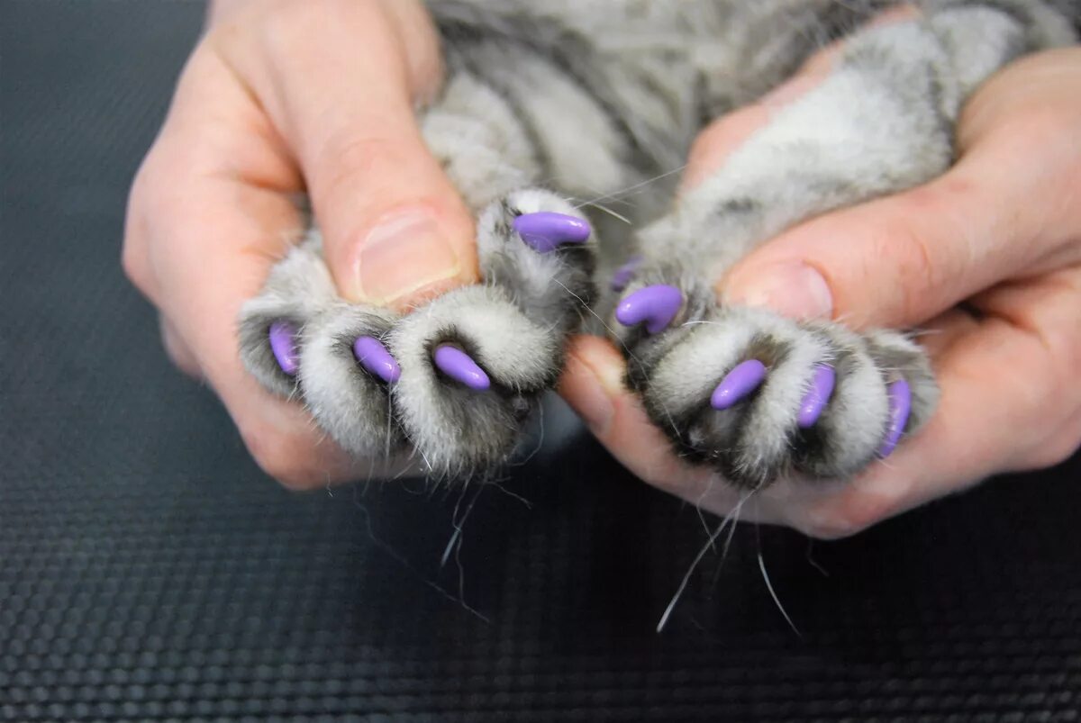 Кошка на ногтях. Антицарапки для кошек.
