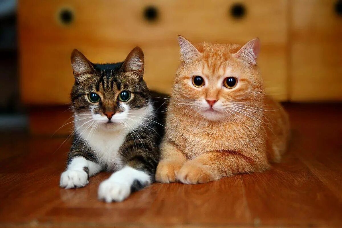 Кошечки 9. Два котика. Два кота. Кошки вместе. Домашние кошки.