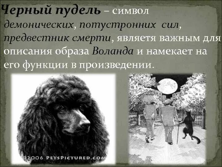 Голова черного пуделя. Воланд и пудель. Трость с головой пуделя у Воланда. Мефистофель пудель.