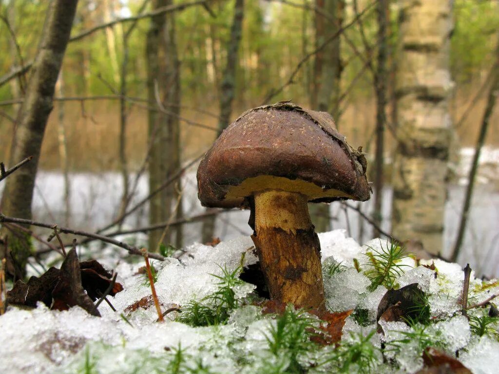 Первые грибы после зимы. Грибы которые растут после заморозков. Прошлогодний гриб как выглядит. Грибы после заморозков в октябре как выглядят. Могут ли быть в лесу прошлогодние грибы.