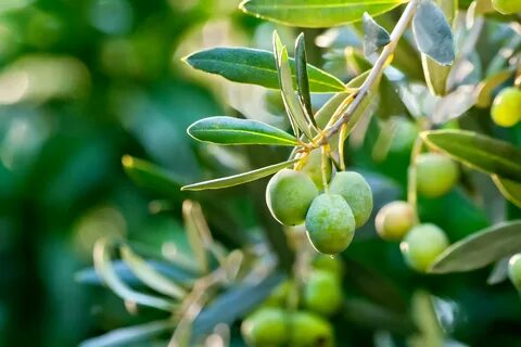Olea europaea fruit extract