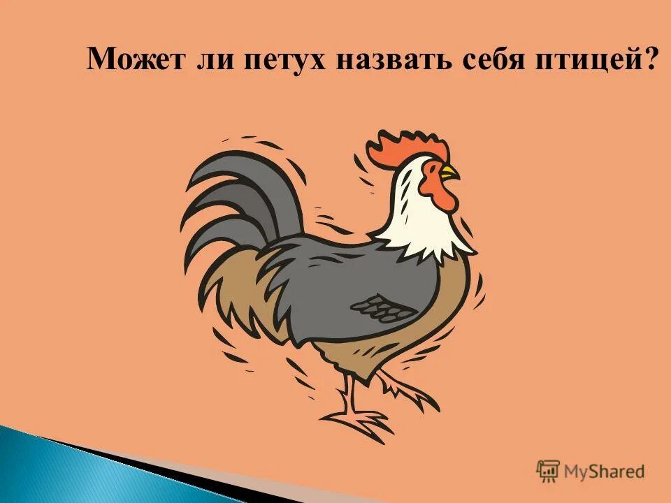 Может петух назвать себя птицей. Может ли петух назвать себя птицей. Называют петухом. Кличка петуха.