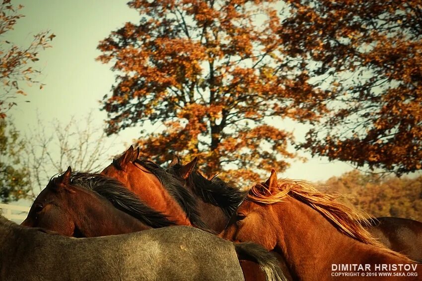 Horses fall. Лошадь осень. Конь в осеннем поле. Рыжая лошадь. Лошадь осенью в поле.