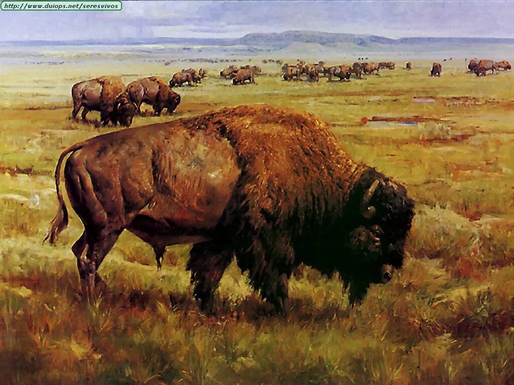 Степи бизонов. Бизон плейстоцен. Первобытный Бизон. Степной Бизон. Доисторический буйвол.