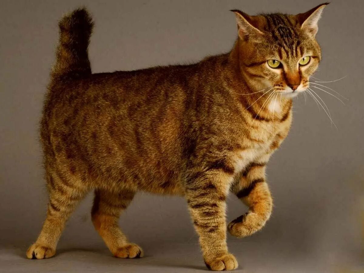 Bob tail