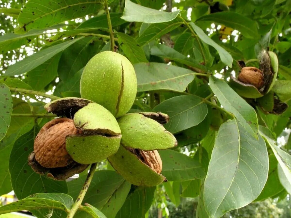 Саженец пекана. Грецкий орех Juglans Regia l.. Грецкий орех Заря Востока. Орех грецкий (Juglans mandshurica). Грецкий орех идеал (Juglans Regia ideal).