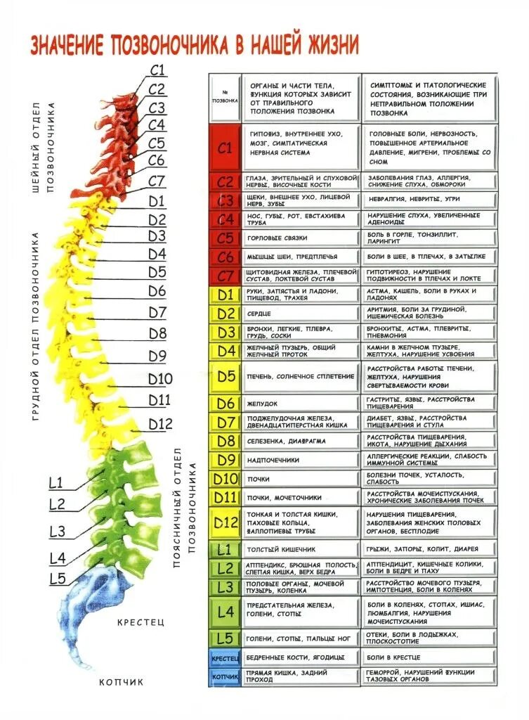 Что означает поясницы. Позвоночник. Позвоночник человека по отделам. Число позвонков у человека. Число позвонков в позвоночнике.