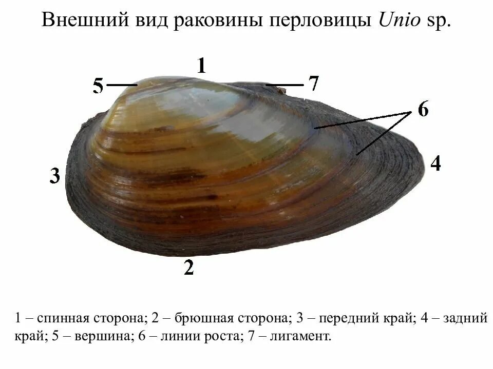 Двустворчатые моллюски беззубка строение. Строение раковины перловицы. Перловица обыкновенная строение. Двустворчатые моллюски перловица.