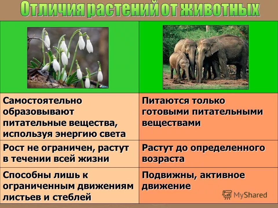 Пластиды хлоропласты хромопласты лейкопласты. Корневые клубни (корневые шишки). Растения питаются готовыми веществами. Хлоропласты хромопласты лейкопласты. В результате пищеварения.