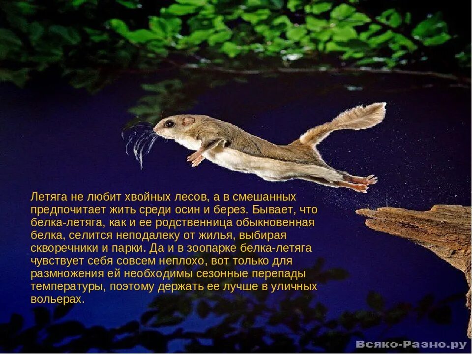 Скелет белки летяги. Обыкновенная летяга чем питается. Сибирская белка летяга. Обыкновенная летяга (pteromys volans). Летяга (pteromys volans).
