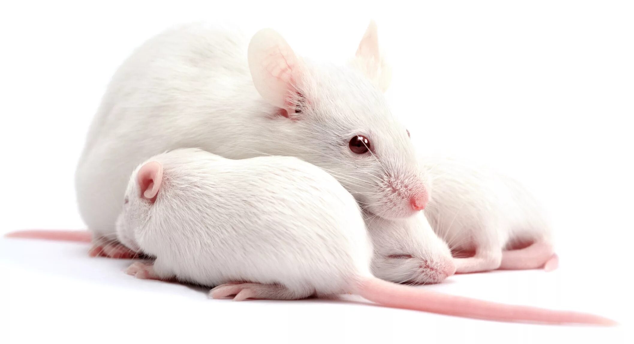 Мыши домашние животные. Белая крыса. Белая мышь. Белые лабораторные мыши. Белый мышонок.