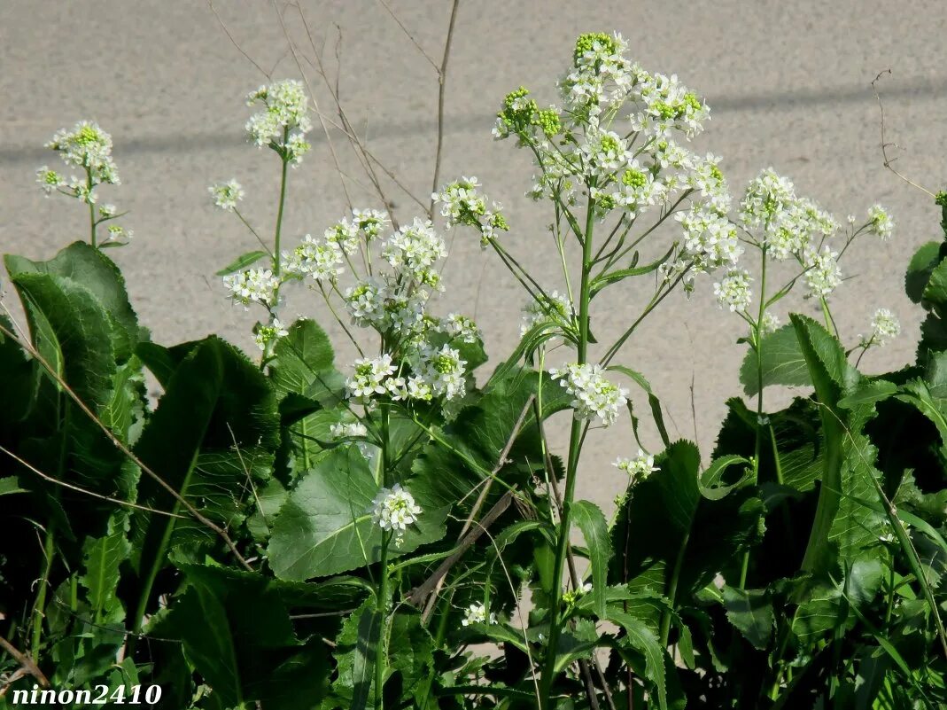 крестоцветные хрен. цветущий хрен. Armoracia sisymbrioides. соцветие хрена. Armoracia rusticana gaertn кустарник.