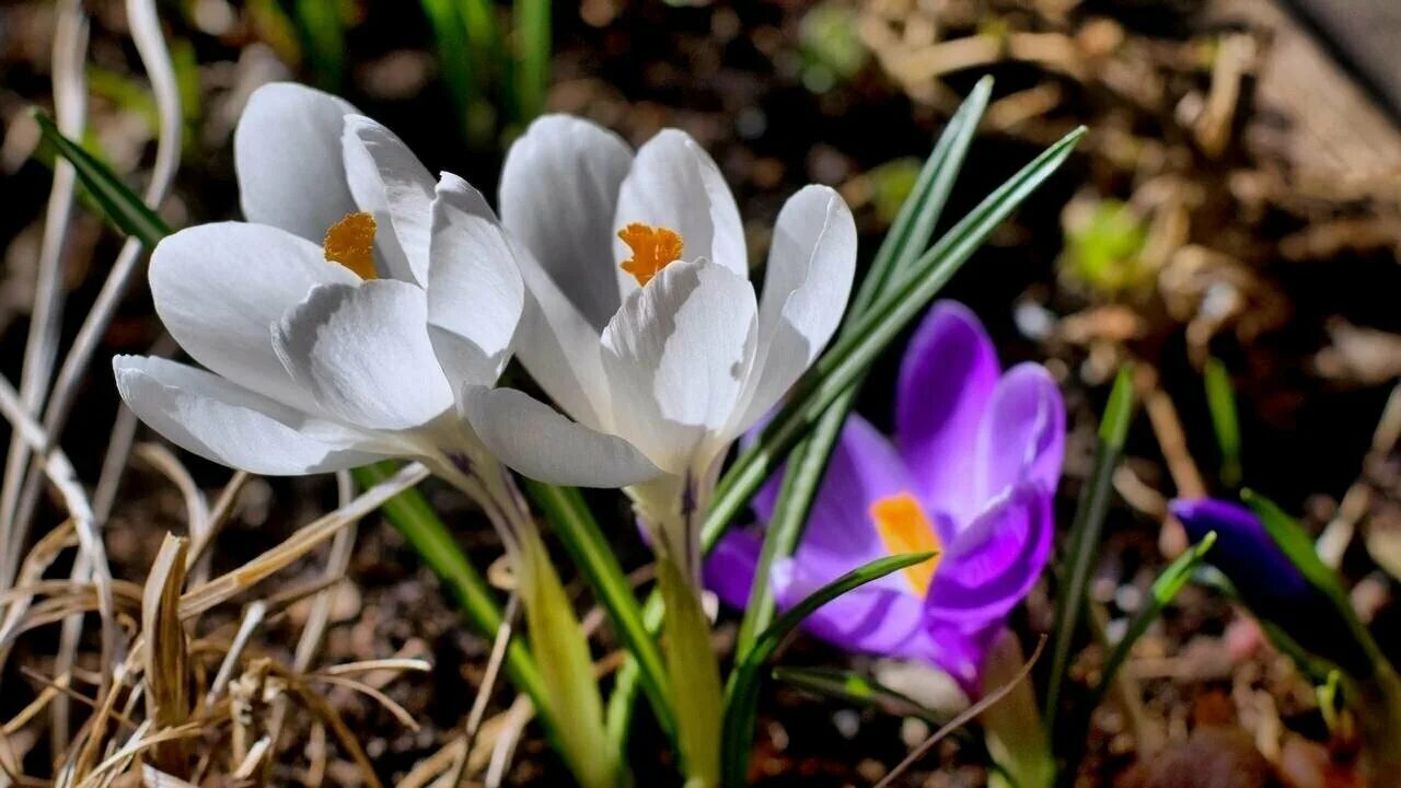 Planting Snowdrops In The Green - What Are Snowdrops In The Green Bulb flowers, 