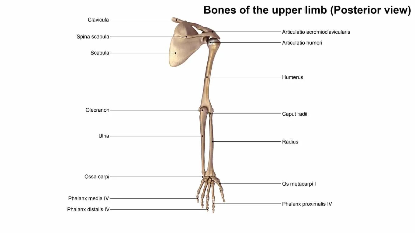 The bones consist of