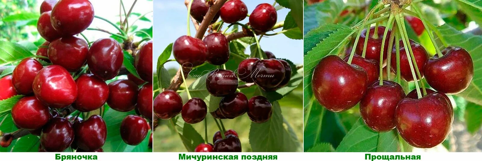 Черешня речица описание сорта опылители. Черешня бряночка. сорт черешни бряночка. черешня тютчевка. черешня бряночка описание сорта.