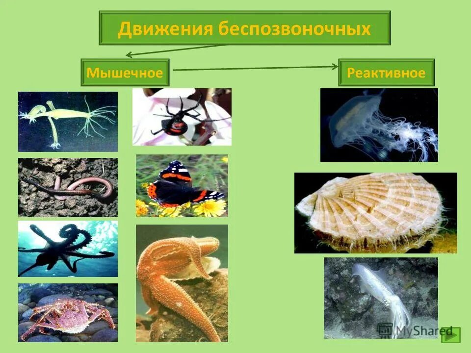 Способы движения организмов биология. Способы передвижения животных. Самый многочисленный класс насекомых. Виды движения животных биология. Способы движения беспозвоночных.