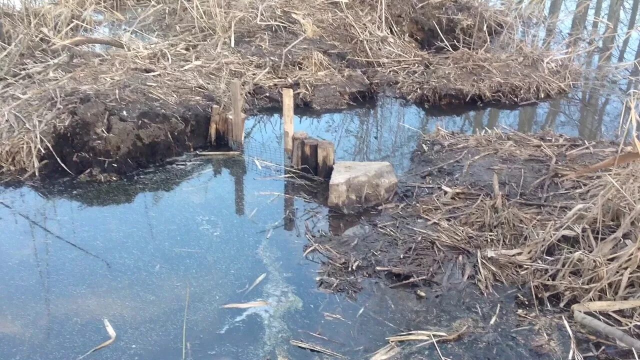 Запруда на ручье. Плотина на ручье. Пруд и запруда. Плотина на пруду. Запруда ручья