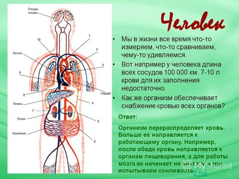 Длина всех сосудов человека. Протяженность всех сосудов человека. Длина сосудов у взрослого человека в км. Кровь направляется к легким