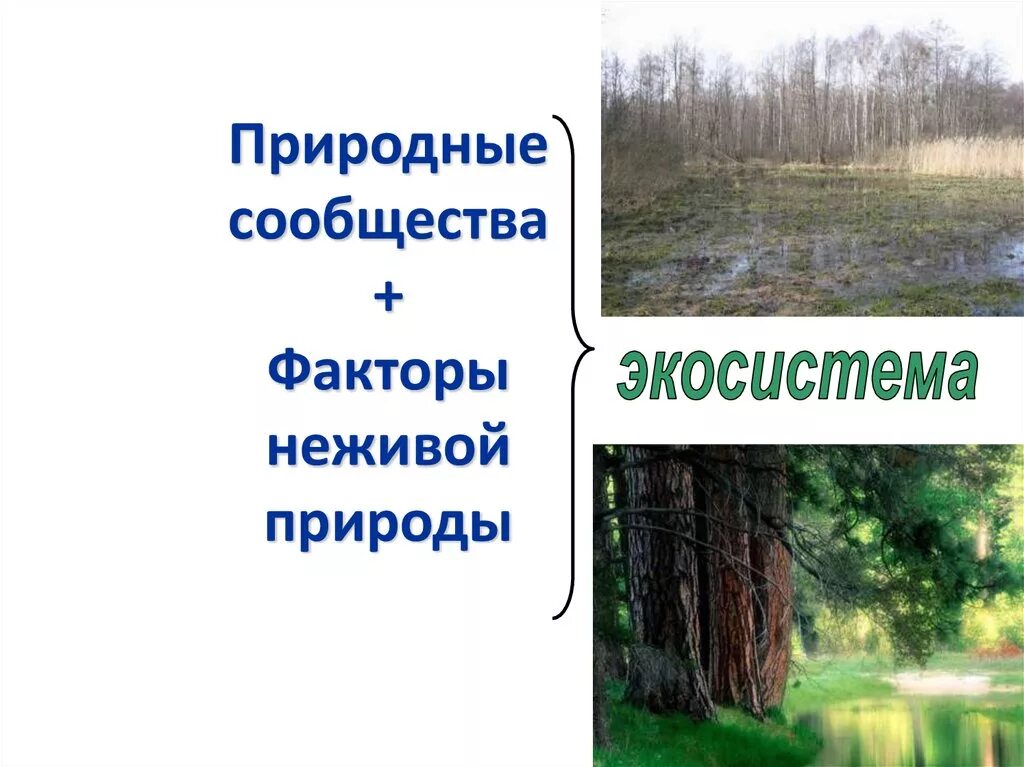 Абиотическое сообщество. Природные сообщества. Природные сообщества презентация. Все природные сообщества. Природное сообщество Брянской области.