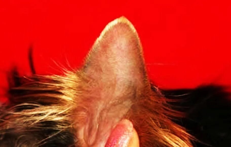 ушастый йоркширский терьер. вислоухий йорк стандарт. ушки у йорка стрижка. и йоркширский терьер с невставшими ушами. йоркширский терьер леон.