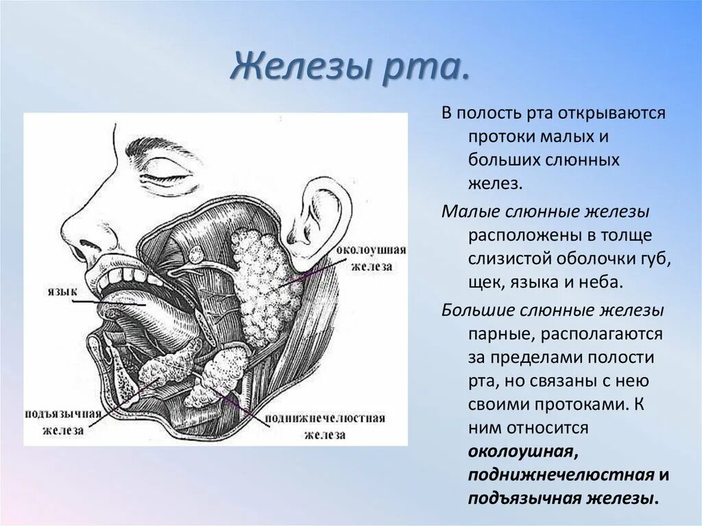 Пищеварительная система человека ротовая полость слюнные железы. Выводной проток подчелюстной слюнной железы анатомия. Проток околоушной железы анатомия. Сосочек протока околоушной железы латынь. Слизистый на латинском